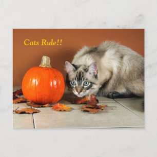 Carte postale siamoise règne des chats