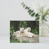 Carte Postale Sibérian (Debout devant)