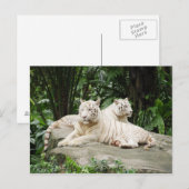 Carte Postale Sibérian (Devant / Derrière)