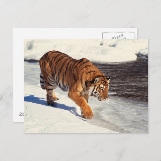 Carte Postale Sibérian (Devant / Derrière)