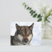 Carte Postale Siberian_Husky_agouti (Debout devant)