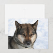 Carte Postale Siberian_Husky_agouti (Devant / Derrière)