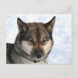 Carte Postale Siberian_Husky_agouti