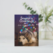 Carte Postale Siberian Husky pose sur son jouet favori (Debout devant)