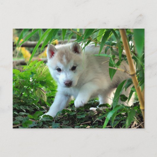 Carte Postale Siberian Husky Puppy (Devant)