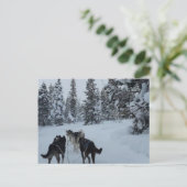 Carte postale Siberian Husky Safari (Debout devant)