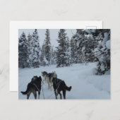 Carte postale Siberian Husky Safari (Devant / Derrière)