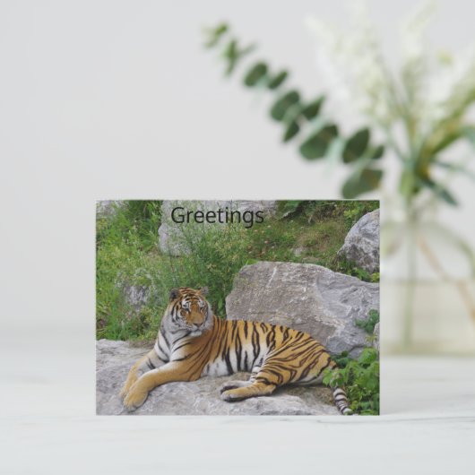 Carte Postale Siberian Tiger Relaxing on a Rock (Debout devant)