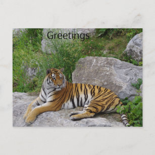 Carte Postale Siberian Tiger Relaxing on a Rock