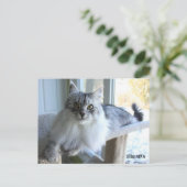 Carte postale Sibérie Cat Breed (Debout devant)