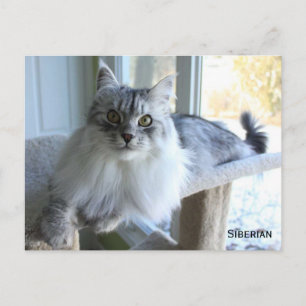 Carte postale Sibérie Cat Breed