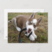 Carte Postale Sibérie Husky (1) (Devant / Derrière)