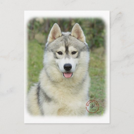 Carte Postale Sibérie Husky 9L69D-14 (Devant)
