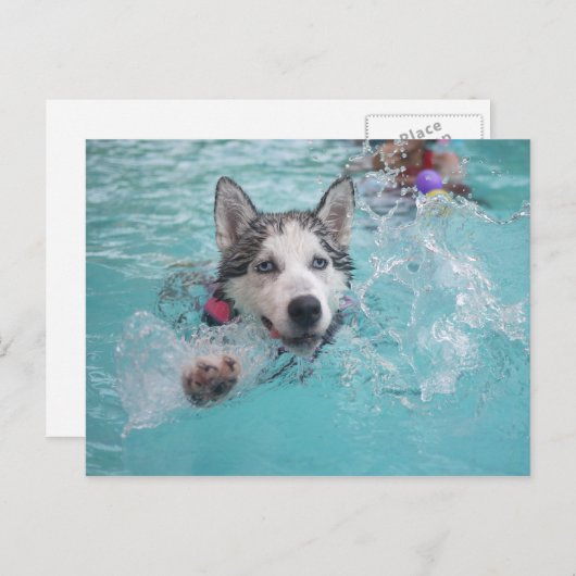 Carte Postale Sibérie Husky nager dans la piscine (Devant / Derrière)