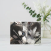 Carte Postale Sibérie Husky Puppy (Debout devant)