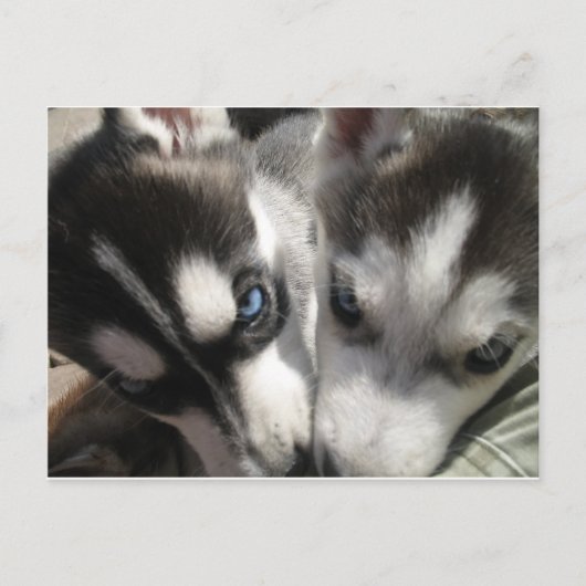 Carte Postale Sibérie Husky Puppy (Devant)