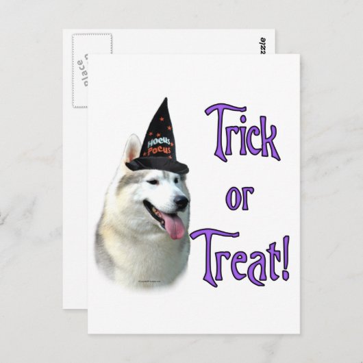 Carte Postale Sibérie Husky Trick (Devant / Derrière)