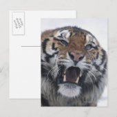 Carte Postale Sibérie Tiger Snarling (Devant / Derrière)
