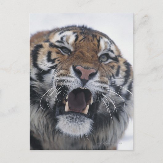 Carte Postale Sibérie Tiger Snarling (Devant)