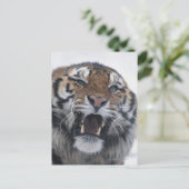 Carte Postale Sibérie Tiger Snarling (Debout devant)