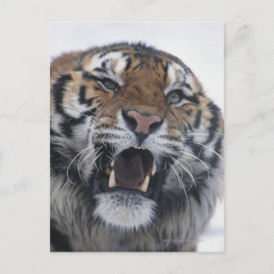 Carte Postale Sibérie Tiger Snarling