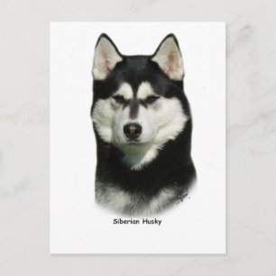 Carte Postale Sibérien Husky