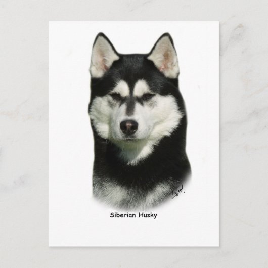 Carte Postale Sibérien Husky (Devant)