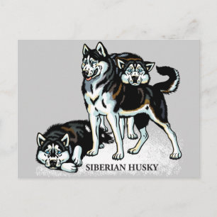 Carte Postale sibérien husky