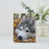 Carte Postale Sibérien Husky (Debout devant)