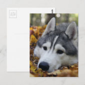 Carte Postale Sibérien Husky (Devant / Derrière)