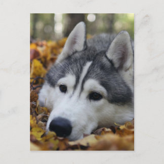 Carte Postale Sibérien Husky