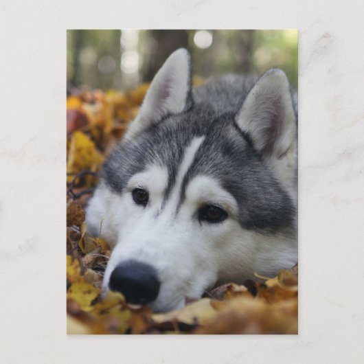 Carte Postale Sibérien Husky (Devant)