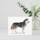Carte Postale Sibérien Husky ! (Debout devant)