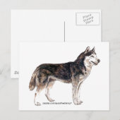 Carte Postale Sibérien Husky ! (Devant / Derrière)
