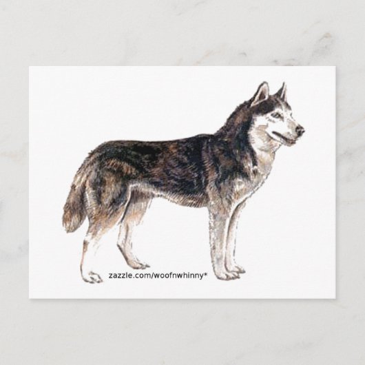 Carte Postale Sibérien Husky ! (Devant)