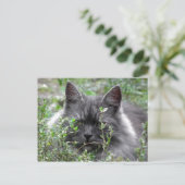 Carte Postale Sibérien | Portrait de chat (Debout devant)