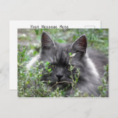 Carte Postale Sibérien | Portrait de chat (Devant / Derrière)