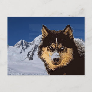 Carte postale Sibérienne Husky