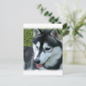 Carte postale Sibérienne Husky (Debout devant)