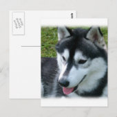 Carte postale Sibérienne Husky (Devant / Derrière)