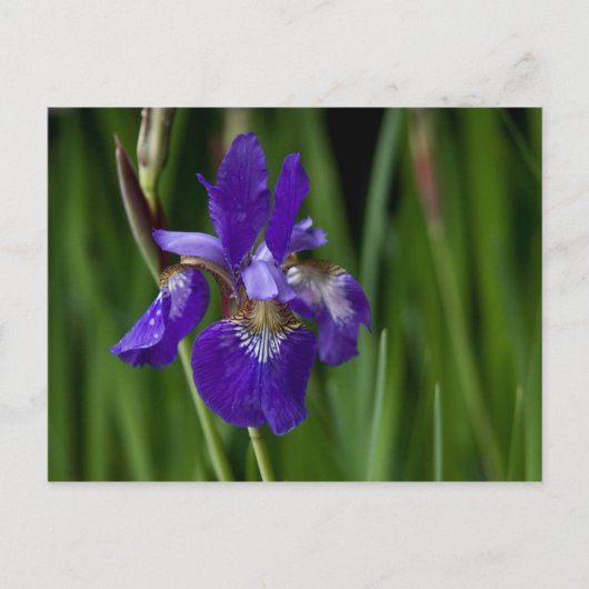 Carte postale Sibérienne Iris (Devant)