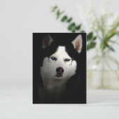Carte Postale Sibirien Husky (Debout devant)
