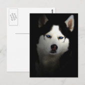 Carte Postale Sibirien Husky (Devant / Derrière)