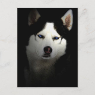 Carte Postale Sibirien Husky