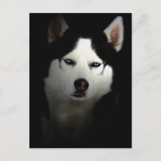 Carte Postale Sibirien Husky (Devant)