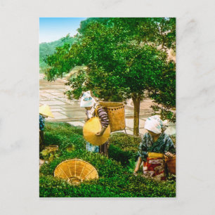 Carte Postale Sickers à thé de l'ancien Japon Vintage couleur ma