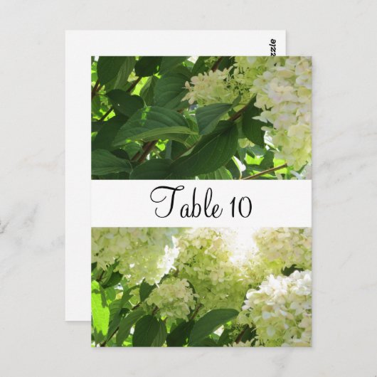 Carte Postale Siège de table White Hydrangeas (Devant / Derrière)