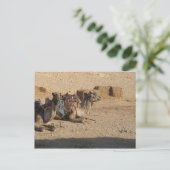 Carte Postale Siège en chameau (Debout devant)