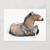 Carte Postale Siège Przewalski 2011 (Devant)