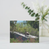 Carte Postale Sierra Bear Cub (Debout devant)